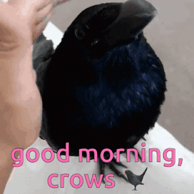 Black Bird Sitting On Arm Saying Good Morning Crows GIF