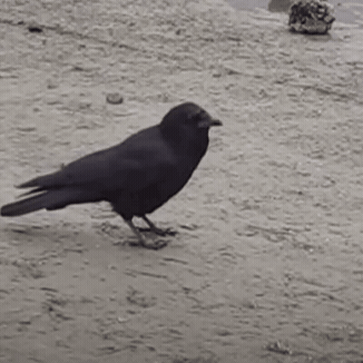 Black Bird Standing On Dirt Ground GIF