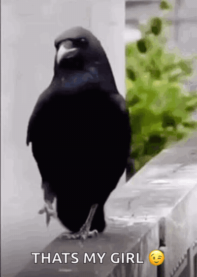 Black Bird Standing On Fence Says That's My Girl GIF