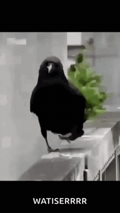 Black Bird Standing On Railing Next To Plant Saying Watisrrr GIF