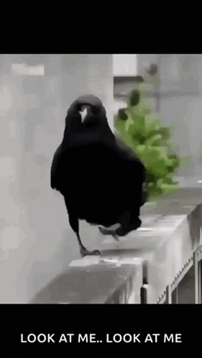 Black Bird Standing On Railing Saying Look At Me Look At Me GIF