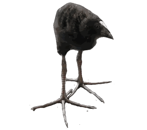 Black Bird Standing On Stick Sticker