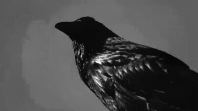 Black Bird With Long Beak Looking At Camera GIF