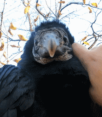 Black Bird With Yellow Beak Being Petted GIF