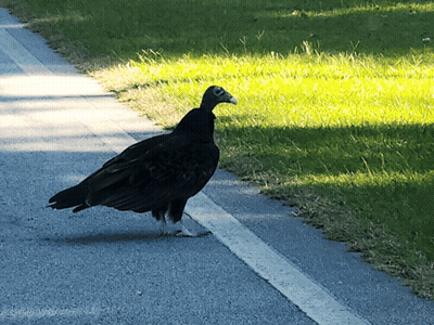 Black Bird With Yellow Beak Walking On Road GIF
