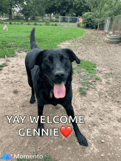 Black Blacklab GIF