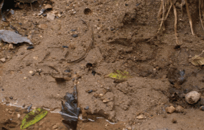 Black Boot In Dirt GIF