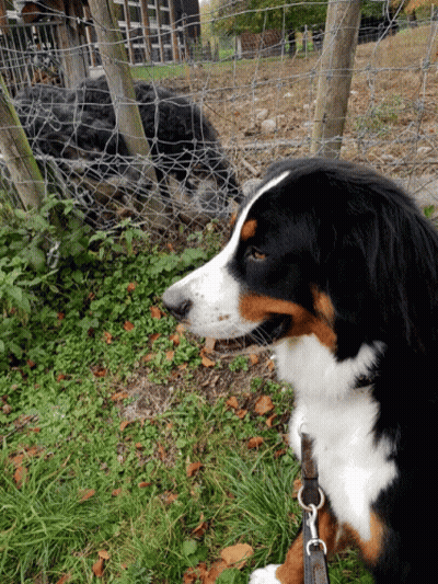 Black Brown And White Dog Standing In Grass GIF