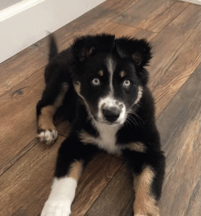 Black Brown And White Puppy With Blue Eyes Laying On Wooden Floor GIF