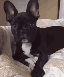 Black Bulldog Laying Down GIF