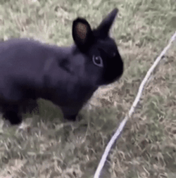Black Bunny Quick Stomping GIF