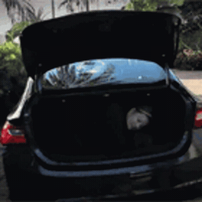 Black Car With Trunk Open And Dog In Back GIF