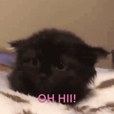 Black Cat Against Blue Background GIF
