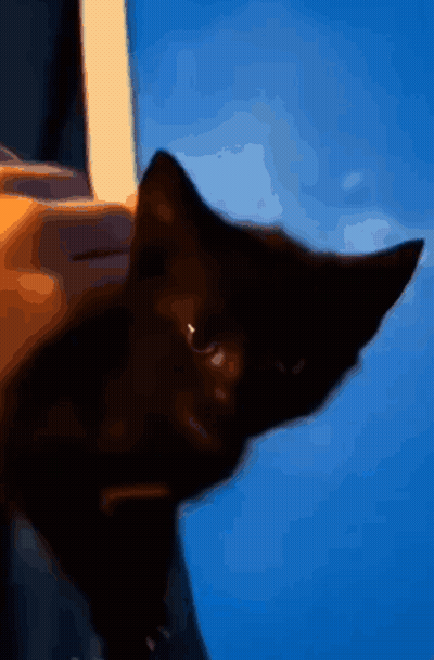Black Cat Against Blue Background GIF