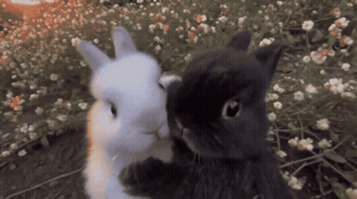 Black Cat And White Rabbit Hugging In Flowers GIF