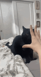 Black Cat Attack GIF