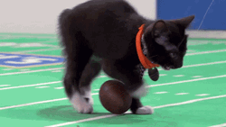 Black Cat Ball Game GIF
