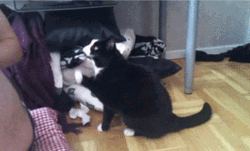 Black Cat Begging  GIF