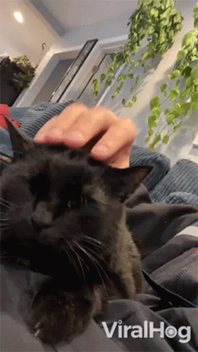 Black Cat Being Petted GIF