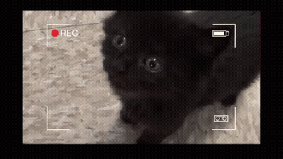 Black Cat Being Recorded On Video Camera With Red Rec Button GIF
