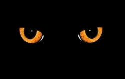 Black Cat Blinking GIF