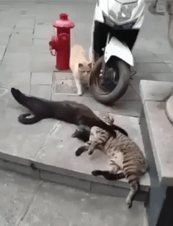 Black Cat Cheating On Its Wife GIF