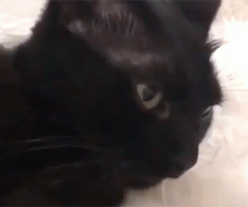 Black Cat Close Up