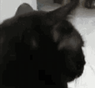 Black Cat Close Up Looking At Camera GIF