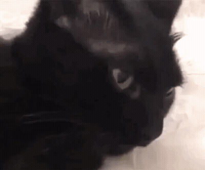 Black Cat Close Up With White Eyes GIF