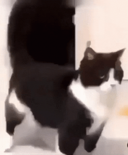 Black Cat Dancing Meme GIF