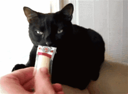 Black Cat Disgusted From Smelly Couch GIF