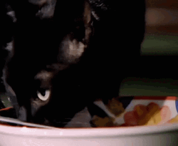 Black Cat Drinking Milk GIF