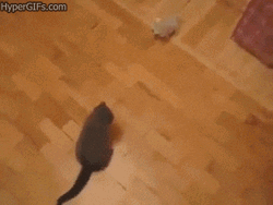 Black Cat Drop Kick GIF