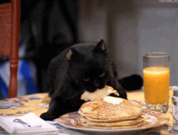 Black Cat Eating Breakfast GIF