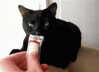 Black Cat Eating Cheese GIF