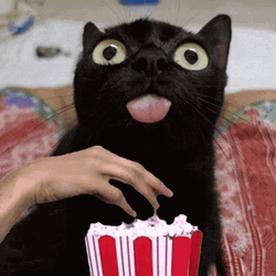 Black Cat Eating Popcorn GIF
