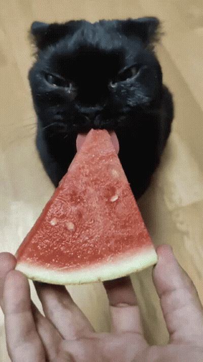 Black Cat Eating Watermelon With Tongue Out GIF