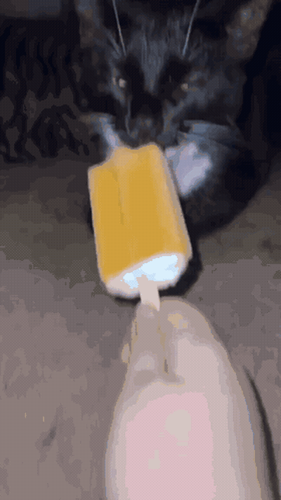 Black Cat Eating Yellow Popsicle From Hand GIF