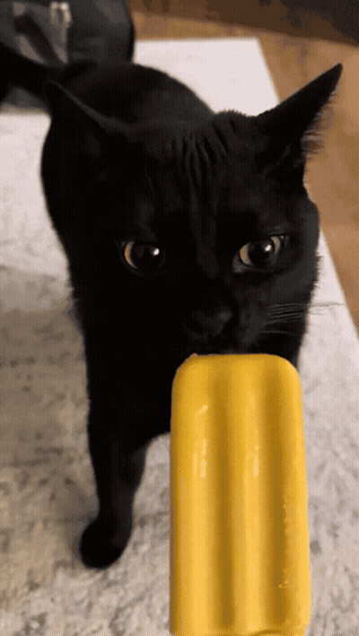 Black Cat Eating Yellow Popsicle GIF
