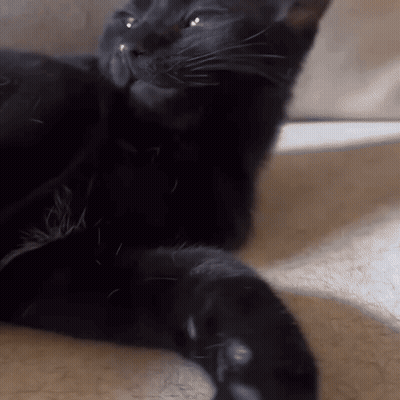 Black Cat Face And Paw GIF