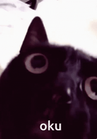 Black Cat Face Close Up With Oku GIF