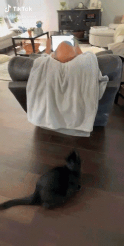 Black Cat Fail GIF