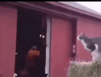 Black Cat Fail Jump GIF