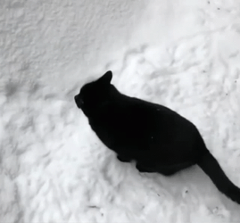 Black Cat Fail Jump On The Snow GIF