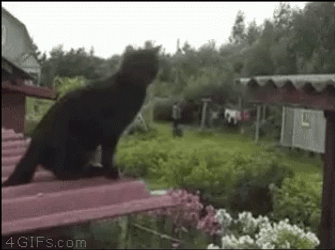 Black Cat Fail To Jump To Another Roof GIF