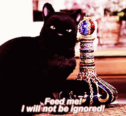 Black Cat Feed Me GIF