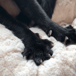 Black Cat Filing Nails Kneading Bed GIF