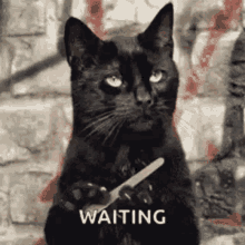Black Cat Filing Nails Salem Bored I'm Waiting GIF