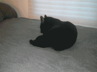 Black Cat Getting Caught Reaction GIF
