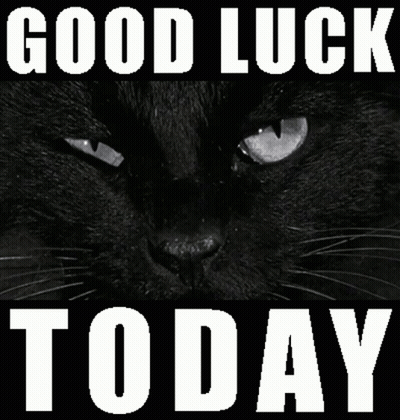 Black Cat Good Luck Today GIF